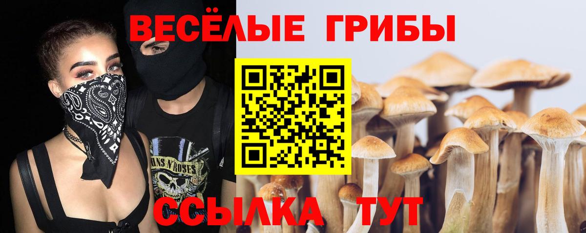 Галлюциногенные грибы Psilocybe Темрюк